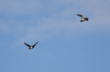 Pair of Ring-Necked Ducks Flying in a Blue Sky