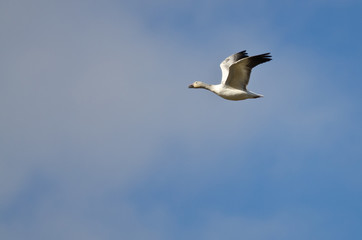 Fototapeta na wymiar Lone Snow Goose Flying in a Blue Sky