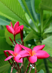 Fototapeta na wymiar Branch of tropical flowers frangipani (plumeria) of thailand