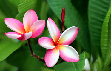 Fototapeta premium Branch of tropical flowers frangipani (plumeria) of thailand