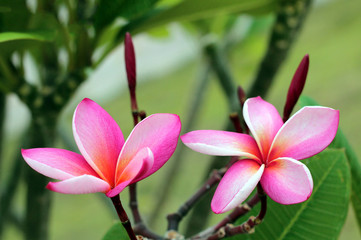 Branch of tropical flowers frangipani (plumeria) of thailand