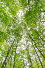 Obraz premium 新緑の森