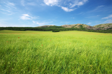 Obraz na płótnie Canvas Green meadow in mountain.