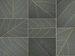 Original size of the collected leaves macro texture background i