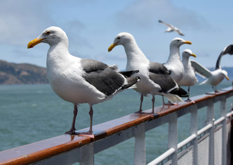 A row of seagulls on a fence railing
