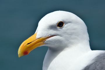 Close up of a perfect seagull