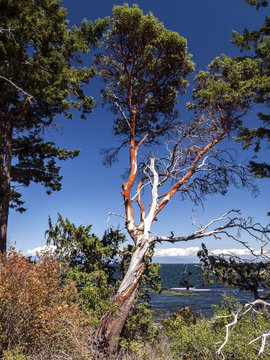 A dying Arbutus Tree (Pacific Madrona) photographed on the coast of southern British Columbia.