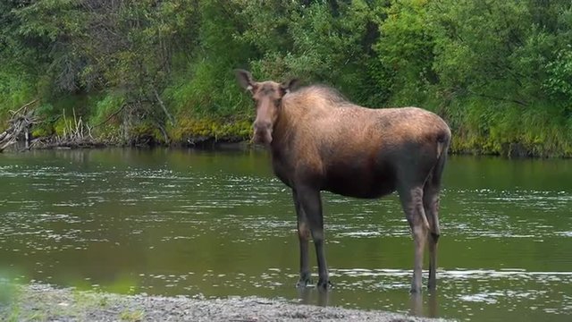 A Moose Standing in a River