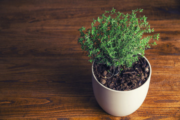 Pot with thyme on kitchen wooden table