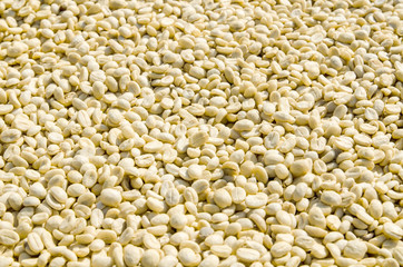 Coffee beans drying in the sun