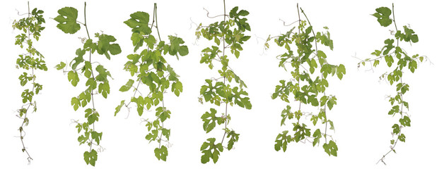 Collected Rubus Ampelopsis humulifolia Bge isolated on white bac