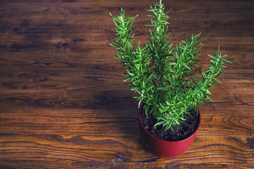 Pot with rosemary on kitchen wooden table