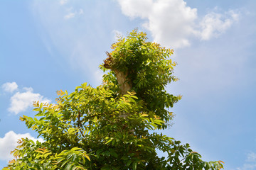 Lagerstroemia calyculata Kurz