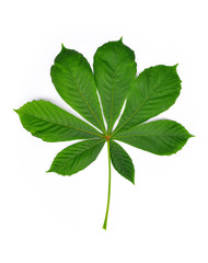 Green leaf chestnut isolated on white background