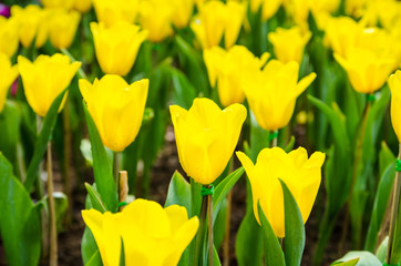 beautiful tulips flower background