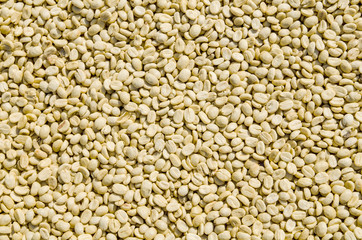 Coffee beans drying in the sun can be used as a background 