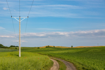 Powerlines on mature rape field