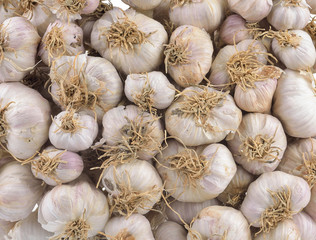 garlic
