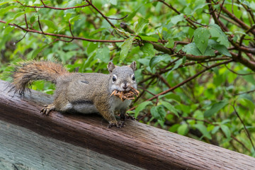 Squirrel by Banff Caves