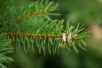 Fototapeta premium Wedding rings on a tree