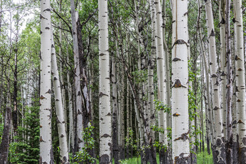 Fototapeta premium tree formation with bear marks