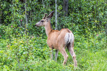 Fototapeta premium Baby Elk II