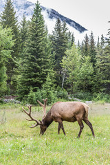 Elks at the Bow Valley Parkway