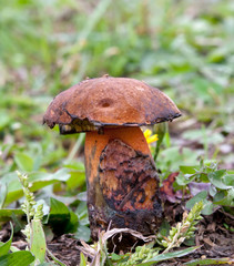 forest mushrooms