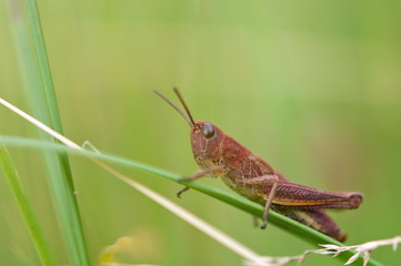 grasshopper on leaf