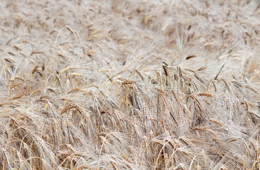 ripe barley