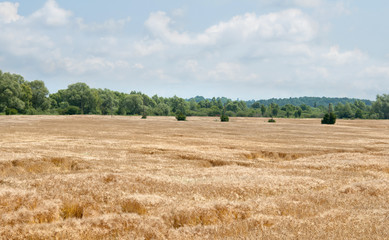 Fototapeta premium summer landscape