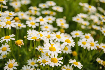 Many white flowers background on a natural garden background
