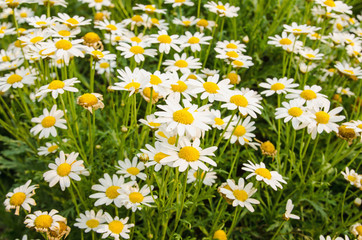 Fototapeta premium Many white flowers background on a natural garden background
