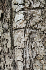 Wood Texture background.