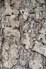 Wood Texture background.