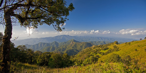 Fototapeta premium field of spring grass and forest in sunset time