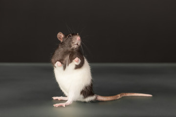 curious rat