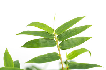 竹　ホウオウチク