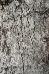Wood Texture background.
