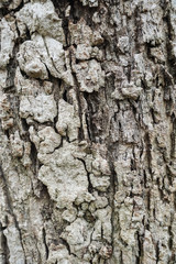 Naklejka premium Wood Texture background.