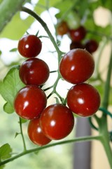 Tomato plant with many red Tomatoes