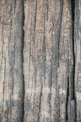 Wood Texture background.