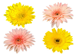 Collecion Yellow and pink Gerbera bloom Flowers isolated on white background