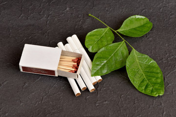 Stop harming himself by quitting smoking, Clausena Heptaphylla, Prong Fah (thai name) (Murraya siamensis Craib.) Used as a herb for 