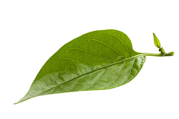 Sweet pepper leaf