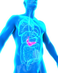 Human Gallbladder and Pancreas Anatomy