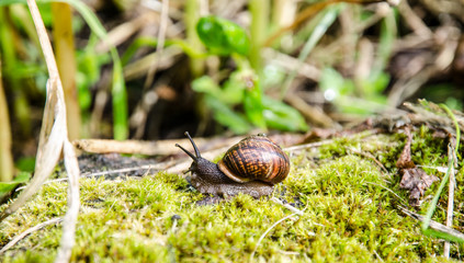 Snail crawling on grass
