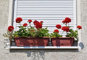 Geranium flowers in the window of a building