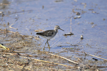 Bruchwasserläufer