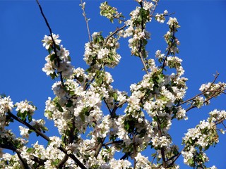 fruit tree in blossom